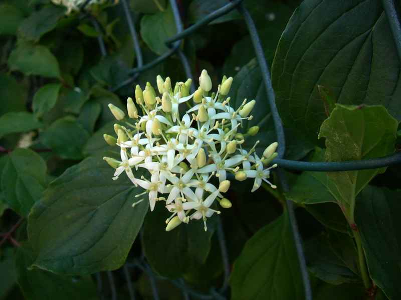 Cornus sanguinea / Corniolo sanguinello